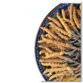 Good price of cordyceps 100% natural/Dry wild cordyceps